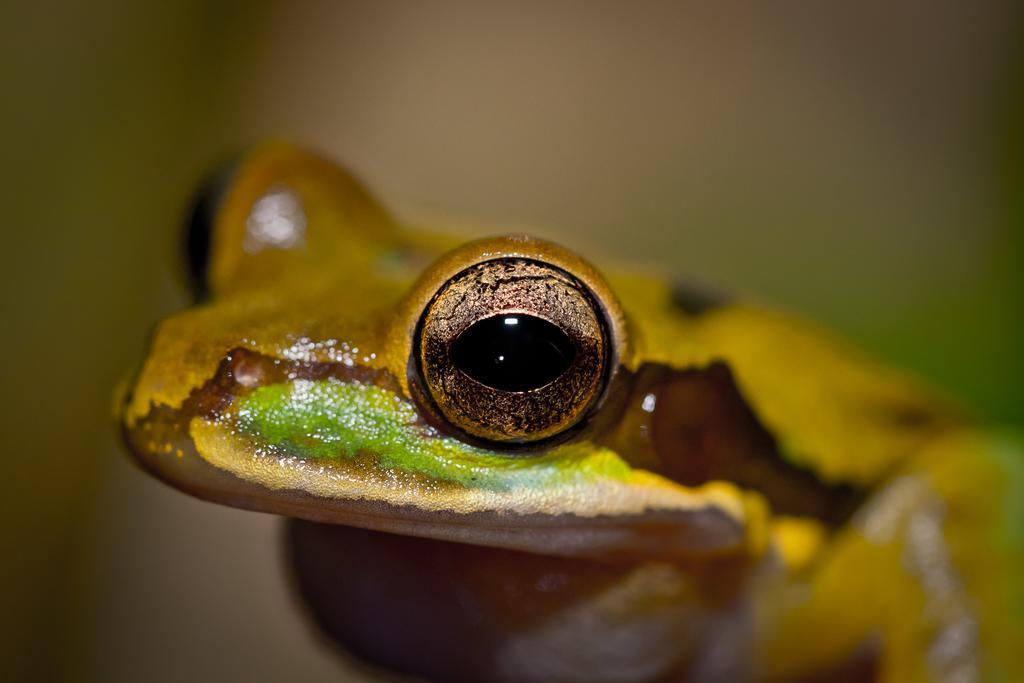 Yatama Rainforest Ecolodge Sarapiquí Exteriér fotografie