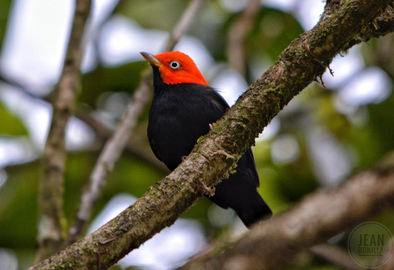 Yatama Rainforest Ecolodge Sarapiquí Exteriér fotografie