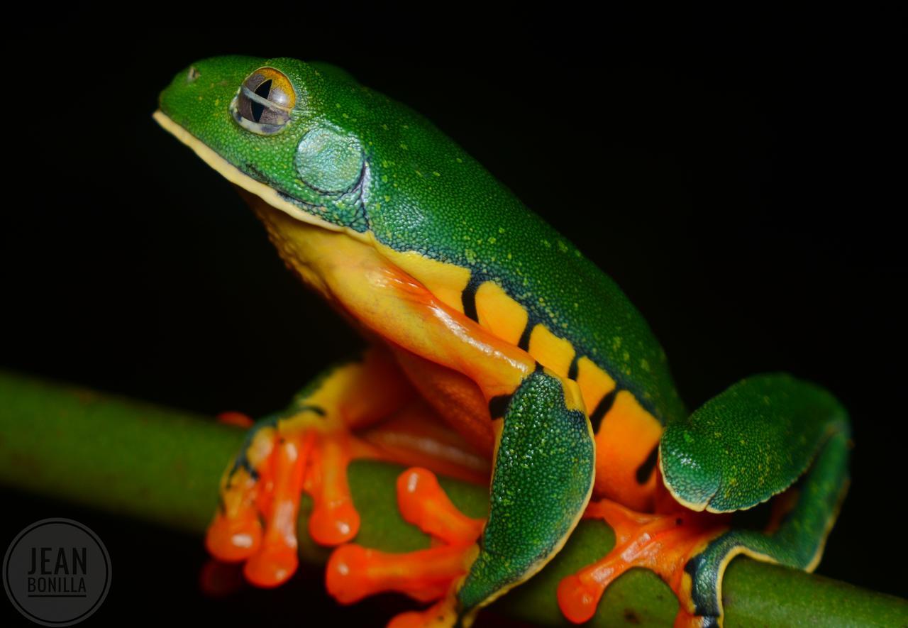 Yatama Rainforest Ecolodge Sarapiquí Exteriér fotografie
